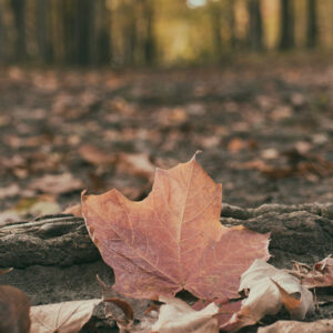 dry leaf in autumn